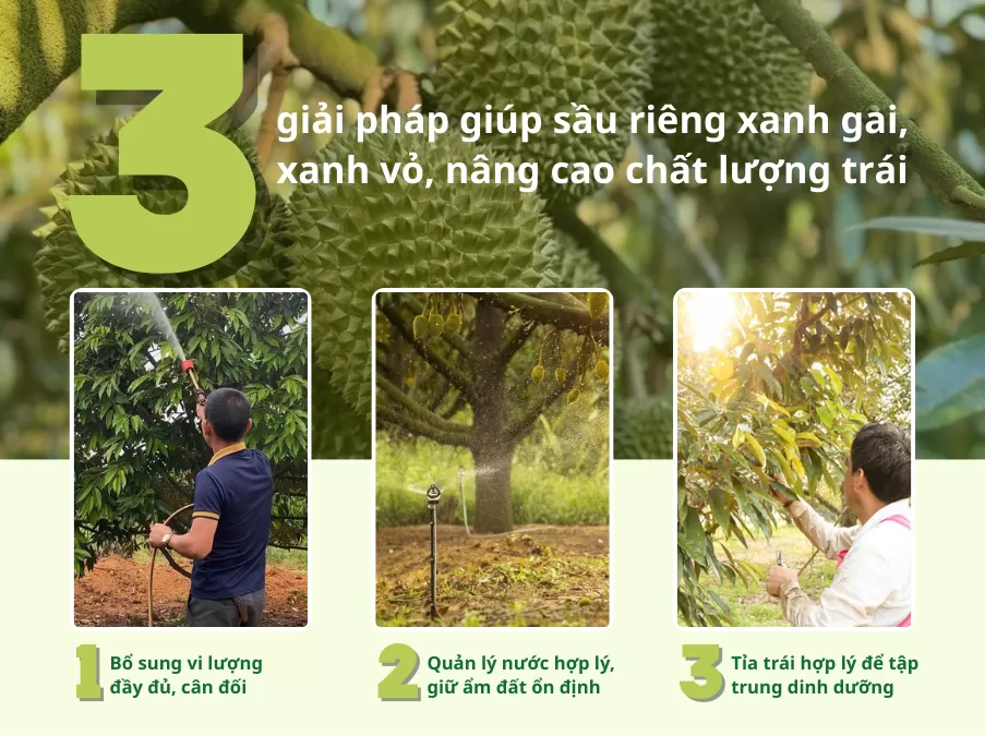 Giải pháp giúp sầu riêng xanh gai, xanh vỏ, nâng cao chất lượng trái